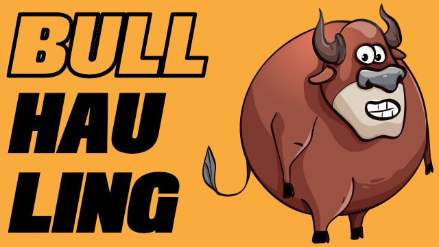 Bull Hauling