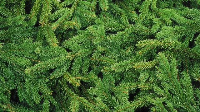 Forest trailer